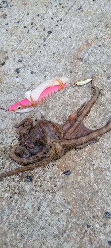タコの釣果