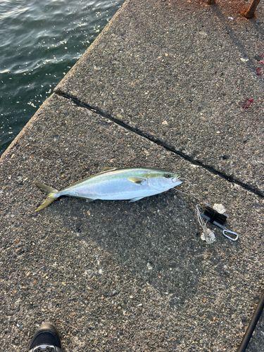 ワラサの釣果