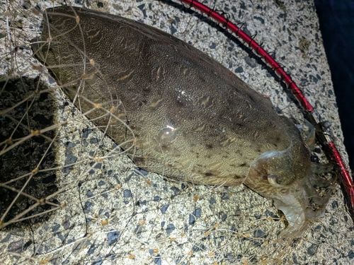 コウイカの釣果