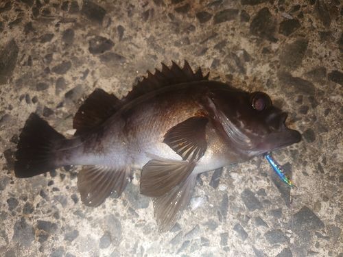 メバルの釣果