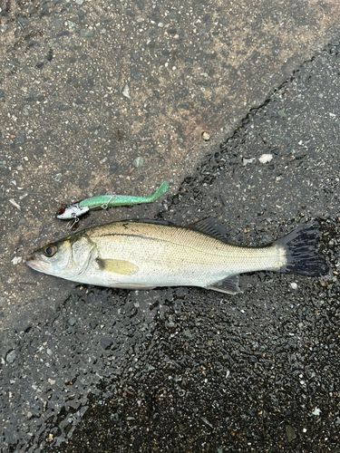 セイゴ（マルスズキ）の釣果