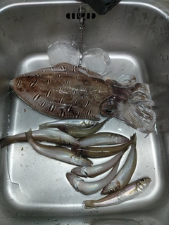 モンゴウイカの釣果