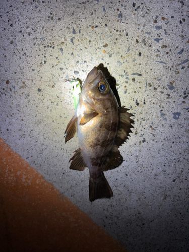 シロメバルの釣果