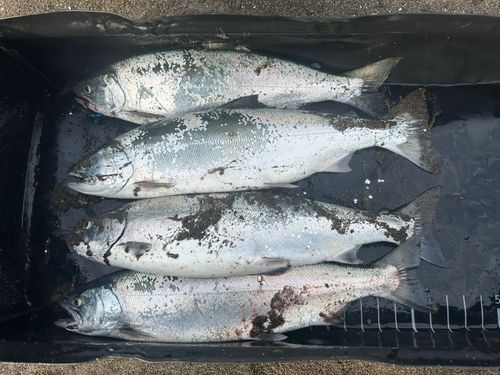サクラマスの釣果
