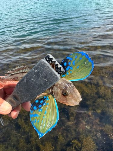 ホウボウの釣果