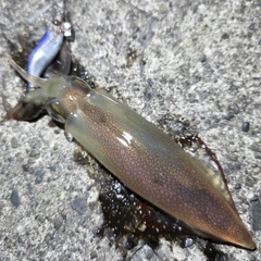 ケンサキイカの釣果