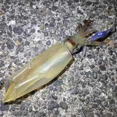 ケンサキイカの釣果