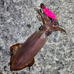 ケンサキイカの釣果