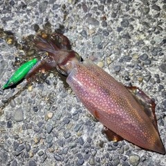 ケンサキイカの釣果