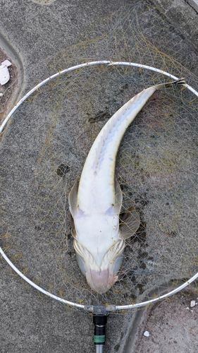 マゴチの釣果