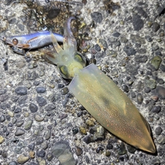ケンサキイカの釣果