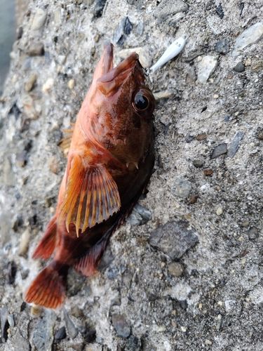 ガシラの釣果