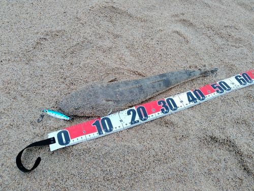 マゴチの釣果