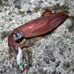 ケンサキイカの釣果