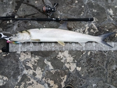カライワシの釣果