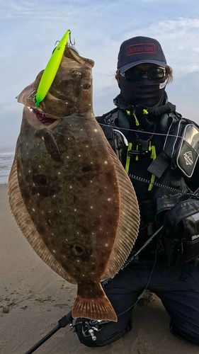 ヒラメの釣果