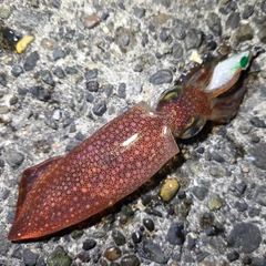 ケンサキイカの釣果