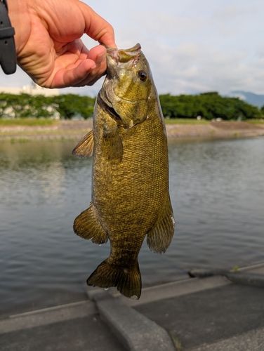 スモールマウスバスの釣果