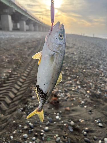 ワカシの釣果
