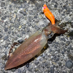 ケンサキイカの釣果