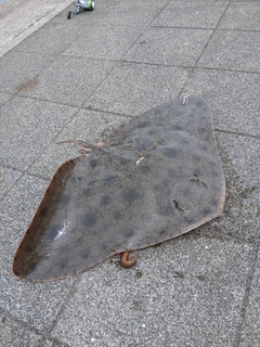 ツバクロエイの釣果