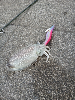 シリヤケイカの釣果