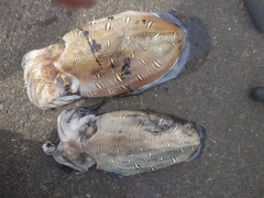モンゴウイカの釣果