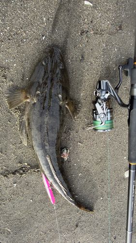マゴチの釣果