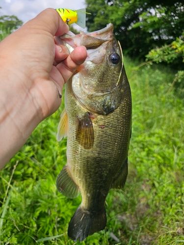ラージマウスバスの釣果
