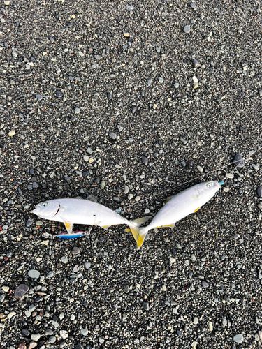 ワカシの釣果