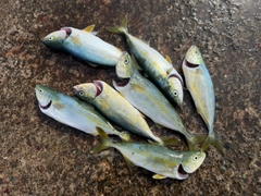 ワカシの釣果