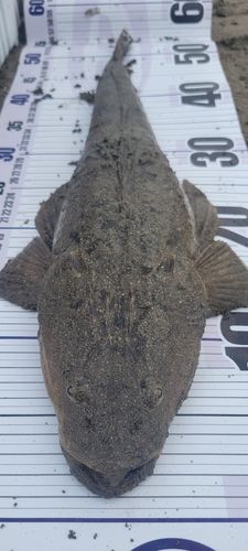 マゴチの釣果