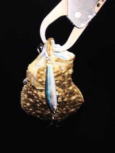 ソゲの釣果