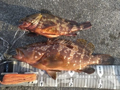 キジハタの釣果