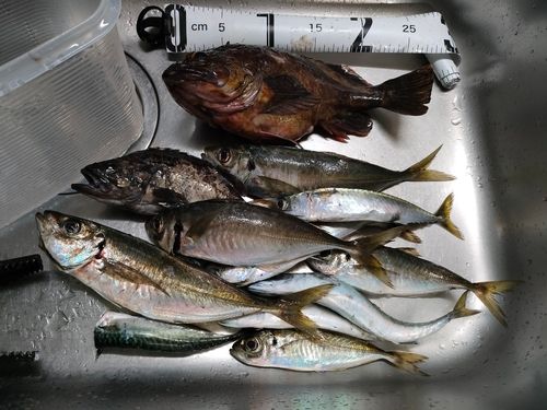アジの釣果
