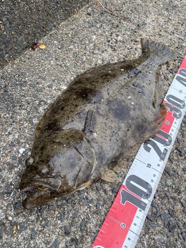 ヒラメの釣果