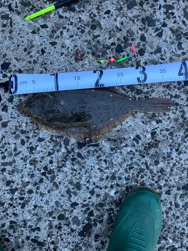 イシガレイの釣果