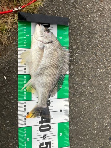 クロダイの釣果