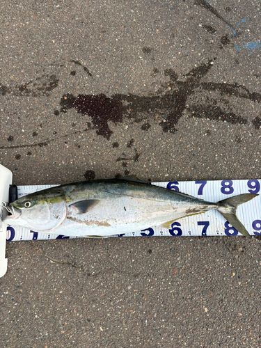 ブリの釣果