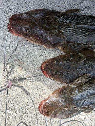 マゴチの釣果