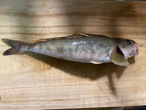 マガレイの釣果