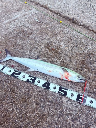 サゴシの釣果