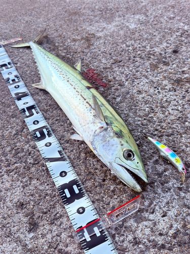 サワラの釣果