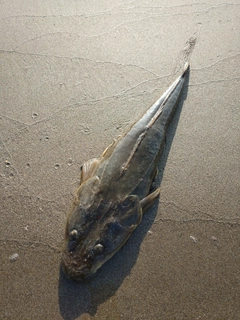 マゴチの釣果