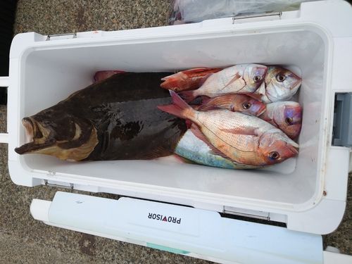 マダイの釣果