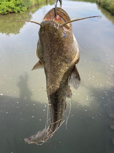 ナマズの釣果