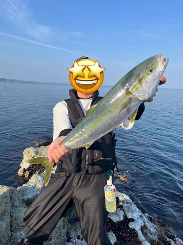 ワラサの釣果