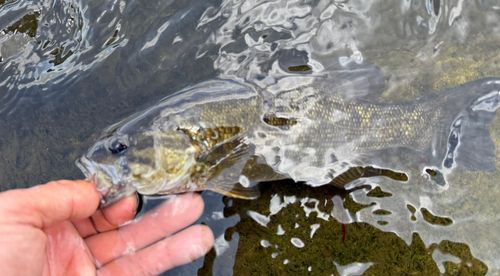 スモールマウスバスの釣果