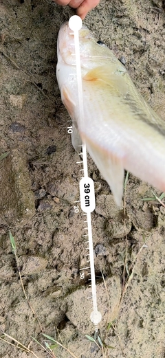 ブラックバスの釣果