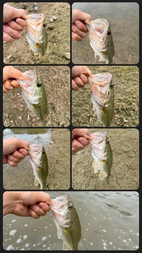 ブラックバスの釣果